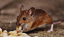 24 Hour & Emergency Exterminators in Green Bank, WV